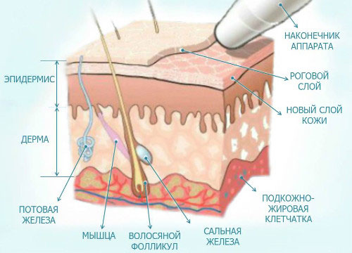 Строение кожи