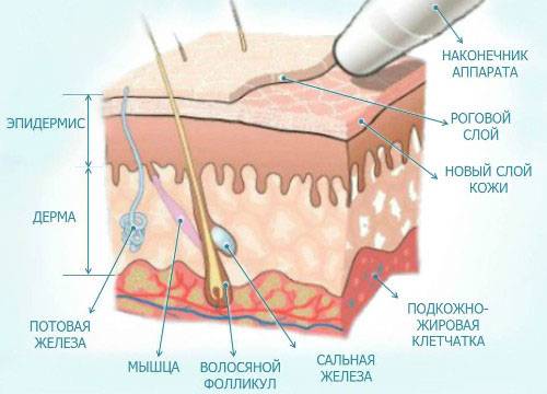 Строение кожи